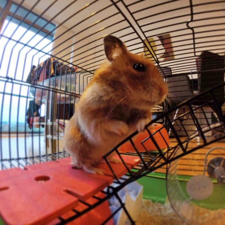 A hamster in the study playing in its "enriched" environment.