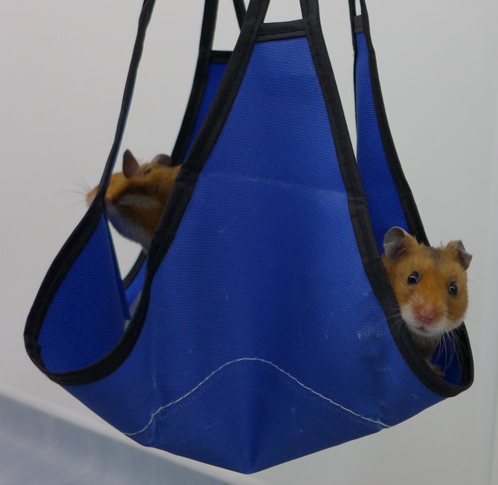 Hamsters in the study enjoying their hammocks.