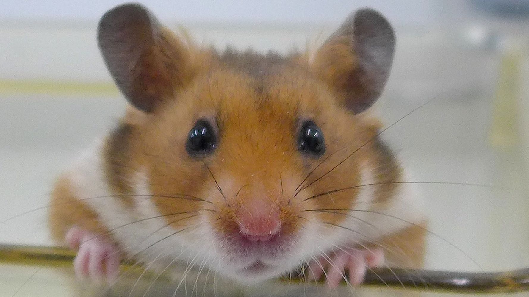 How To Tell If Your Hamster Is Happy Huffpost Impact