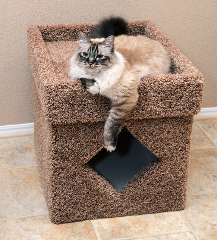 8-handsome-ways-to-hide-your-cat-s-litter-box-huffpost