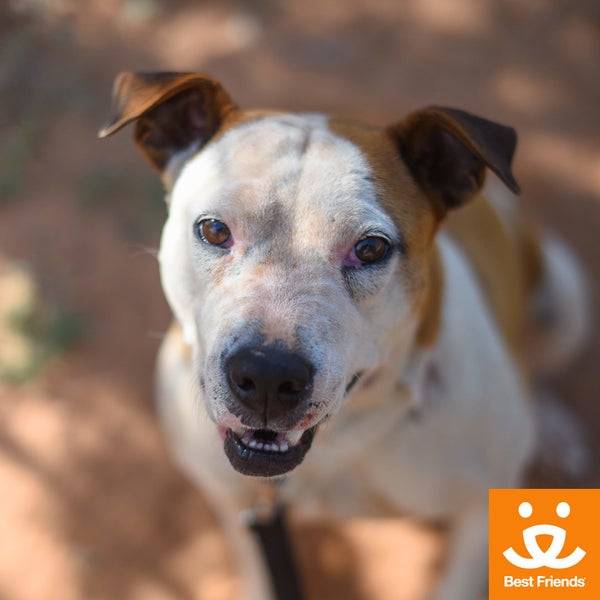 9 Very Good Reasons To Adopt A Mutt Huffpost Nothing Wrong With Dressing Like Your Rs But Mutts Are Particularly Special Because They