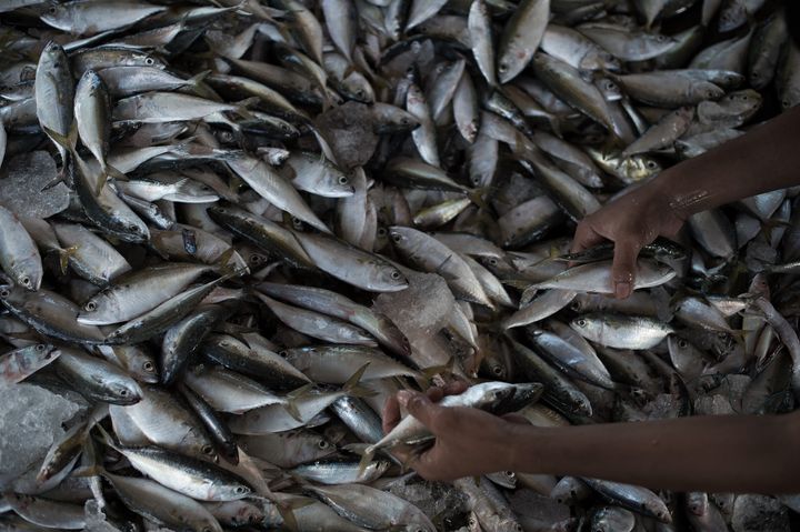 A migrant worker sorts fish in a port in Mahachai, on the outskirts of Bangkok.