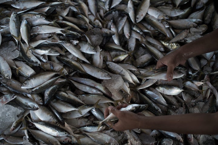 A migrant worker sorts fish in a port in Mahachai, on the outskirts of Bangkok.