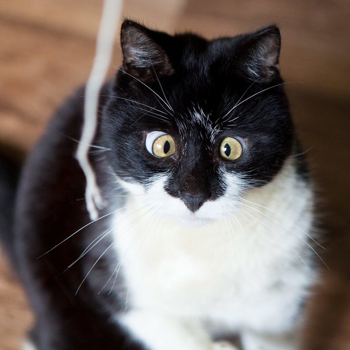 Ozzy The Cat Has Crossed Eyes But We Think He s Purrrfect Ozzy The Cat Has Crossed Eyes But We Think He s Purrrfect