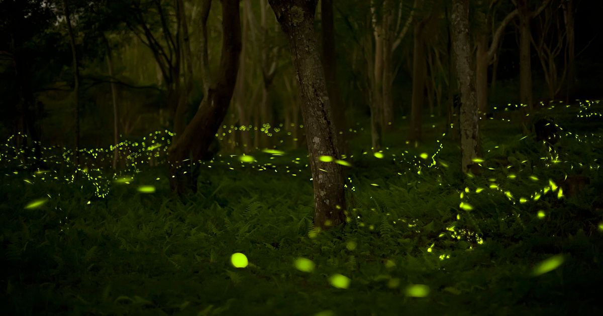 What Makes Fireflies Light Up? Here's The Whole Story | HuffPost Impact