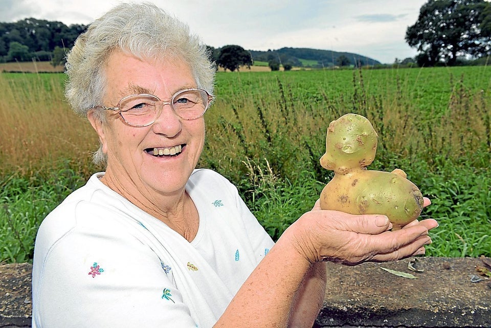Dorothea Clinton who dug up a potato in the shape of a duck. Dorothea Clinton will be having ‘Quack-et Potato’ for dinner aft