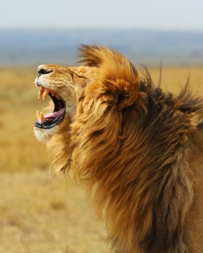 Stunning Photos Capture The Majestic Beauty Of The Animal Kingdom | HuffPost Entertainment Stunning Photos Capture The Majestic Beauty Of The Animal Kingdom | HuffPost Entertainment