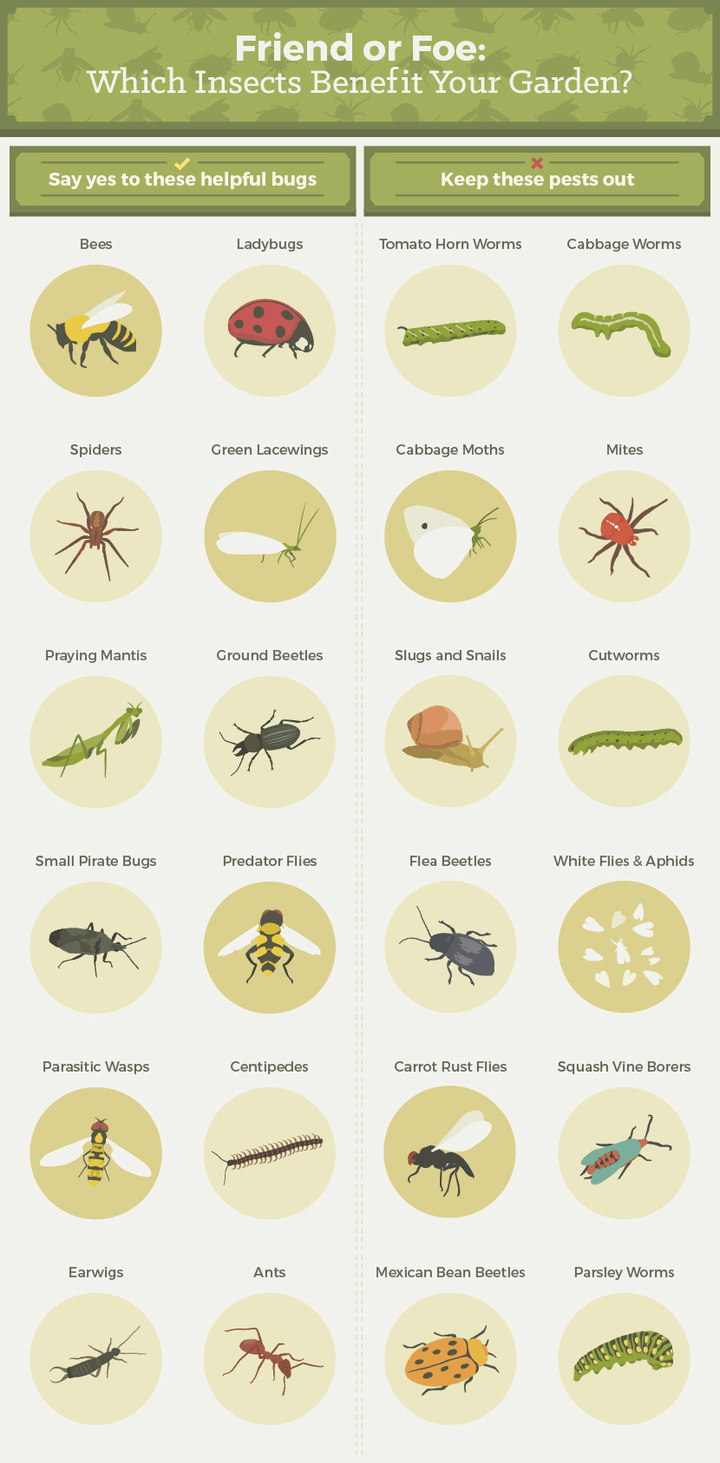 Everything You Need To Know About Getting Rid Of Common Garden Pests ...