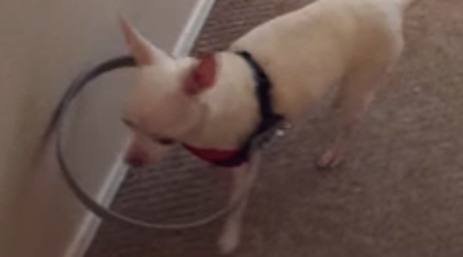 Homemade Bumper Device Helps Blind Dog Walk With 'Confidence' | HuffPost Good News