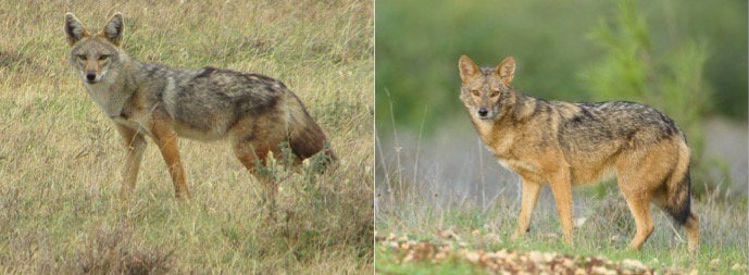 The African golden wolf is on the left and the golden jackal of Eurasia is on the right. The two were previously thought to be of the same "golden jackal" species.