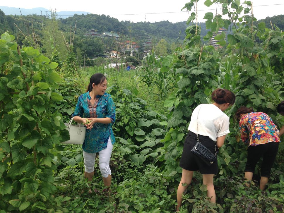 Li Min and other Tianwang volunteers pick vegetables as a gift for Huang Qi.
