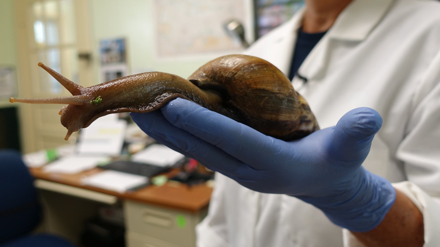 Snails As Big As Shoes Are Kind Of A Problem In Florida HuffPost