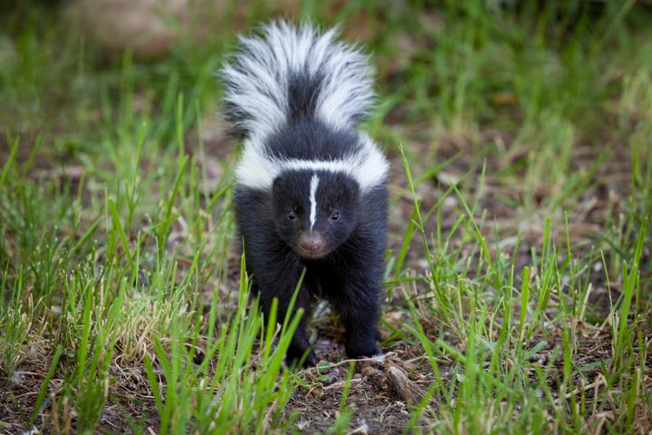 Police Officer Fights Crime... And Saves Baby Skunks | HuffPost Good News