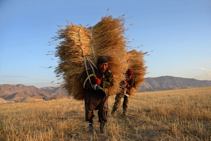 Afghan farmers carry bundles of wheat during harvest, on the outskirts of Mazar-i-Sharif, Aug. 3, 2015.
