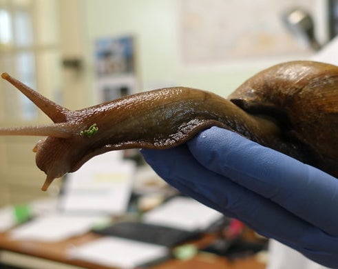 Mary Yong Cong, a Florida Department of Agriculture scientist, holds a giant African land snail in her Miami lab on July 17, 2015. 