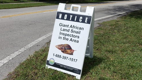 <p><span style="font-family: Arial, Helvetica, sans-serif; font-size: 14px; line-height: 20px; background-color: #eeeeee;">Inspectors put up street signs to alert residents that a snail hunt is underway in Miami, Florida, on July 17, 2015.</span></p>