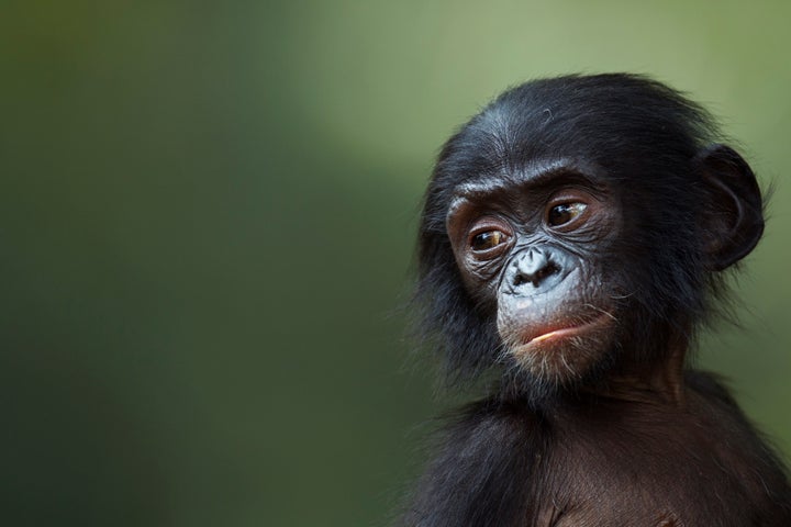 Bonobos (like the baby bonobo pictured here) use a type of call that alters meaning depending on context, similar to how human babies communicate.