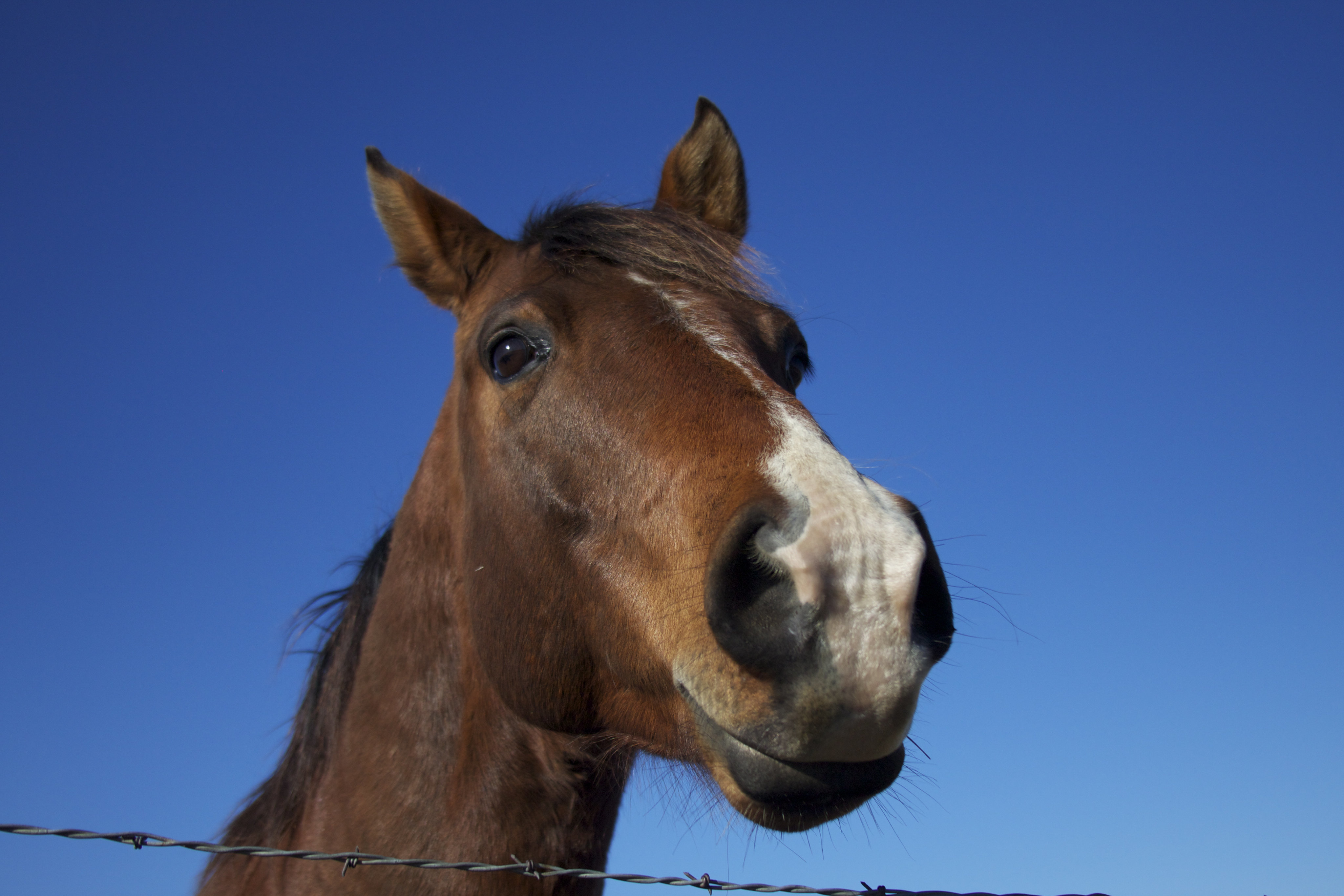 Horses Use Complex Facial Expressions Nearly Identical To Humans ...