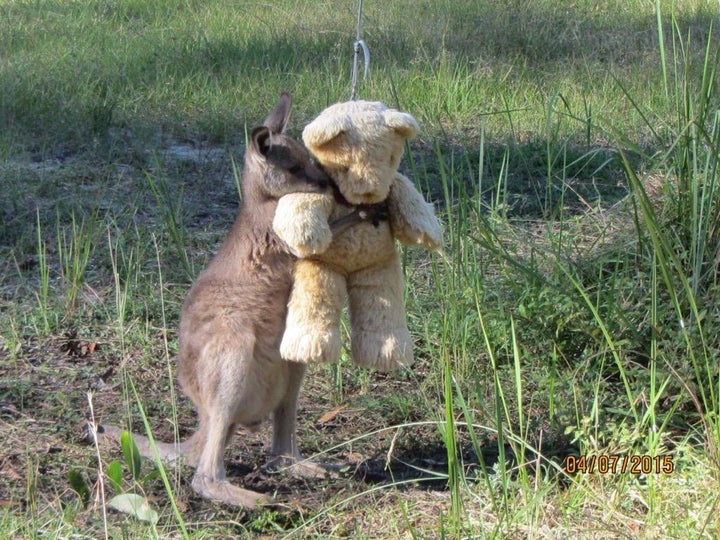 Doodlebug, an orphaned kangaroo, with his teddy bear friend. 