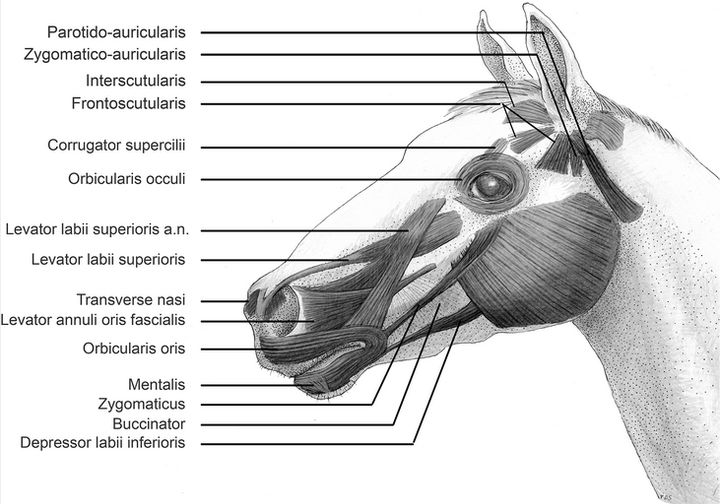 Researchers found surprising similarities between the muscular structures of horse faces and human faces.