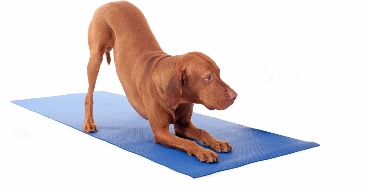 Image showcasing Why You Should Do Yoga With Your Dog, And How To Start | HuffPost Life