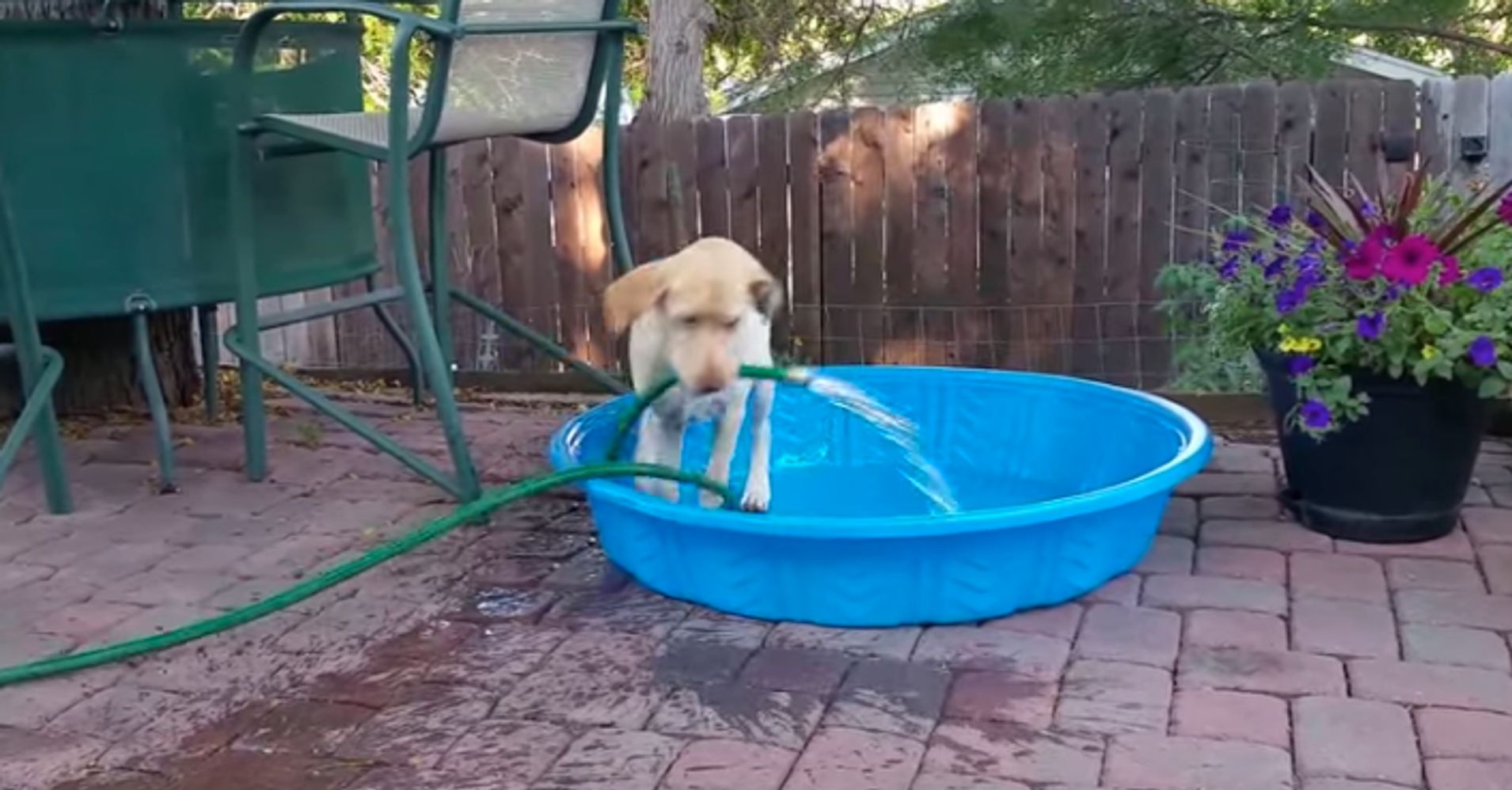 best kiddie pool for dogs