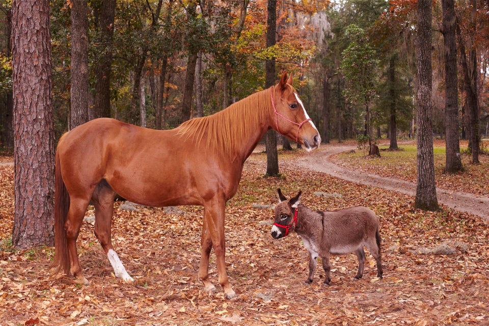 World's Shortest Donkey: KneeHi