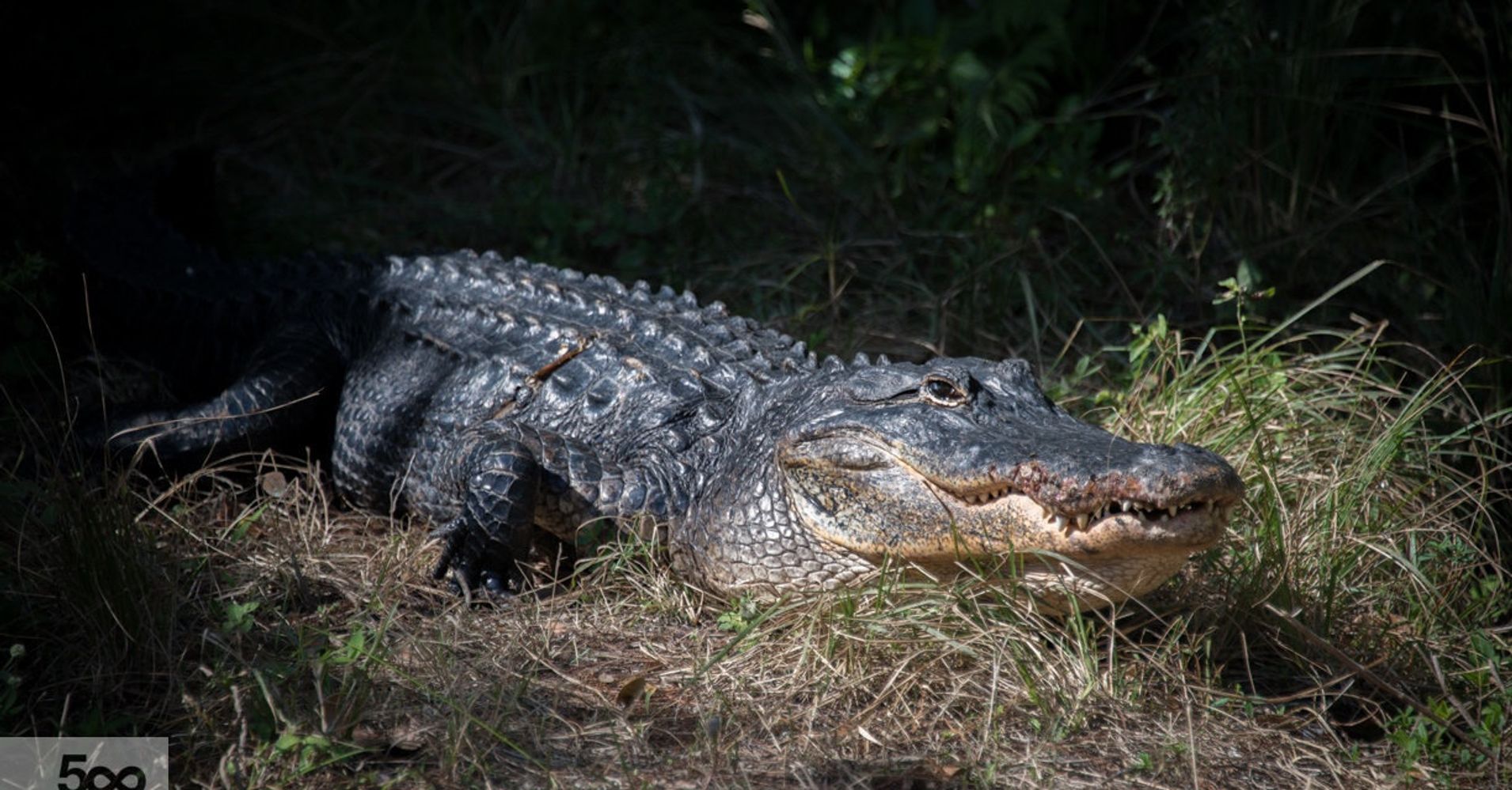 Alligator Bites Off Florida Womans Arm Huffpost 7063
