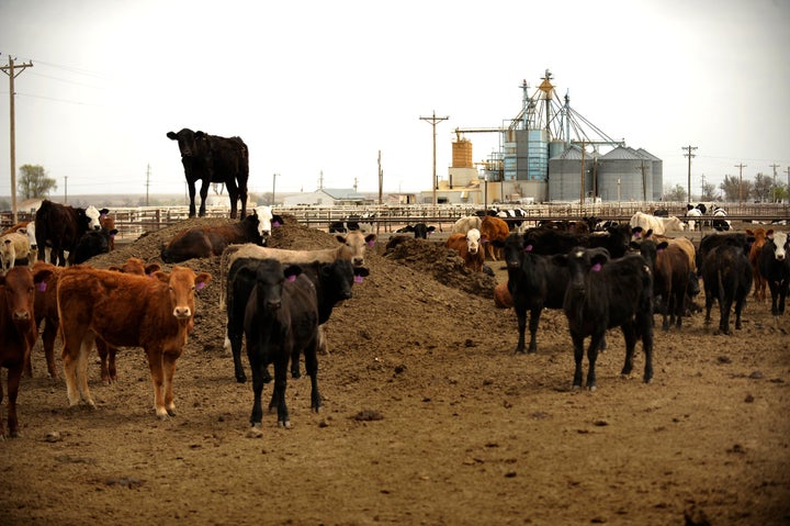 Anaerobic digesters use gasses from cow manure to generate renewable energy. 