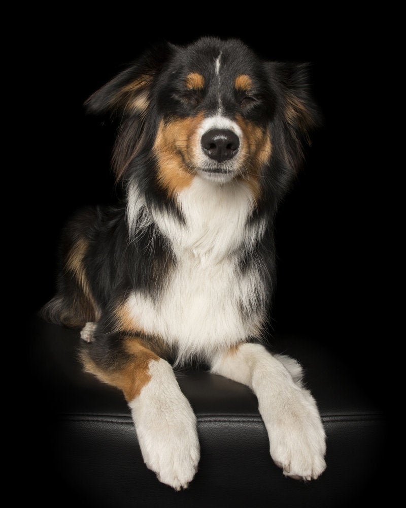 south florida australian shepherd club this sweet photo of a pup u0027s last car ride proves all dogs go to south florida australian shepherd club this sweet photo of a pup u0027s last car ride proves all dogs go to