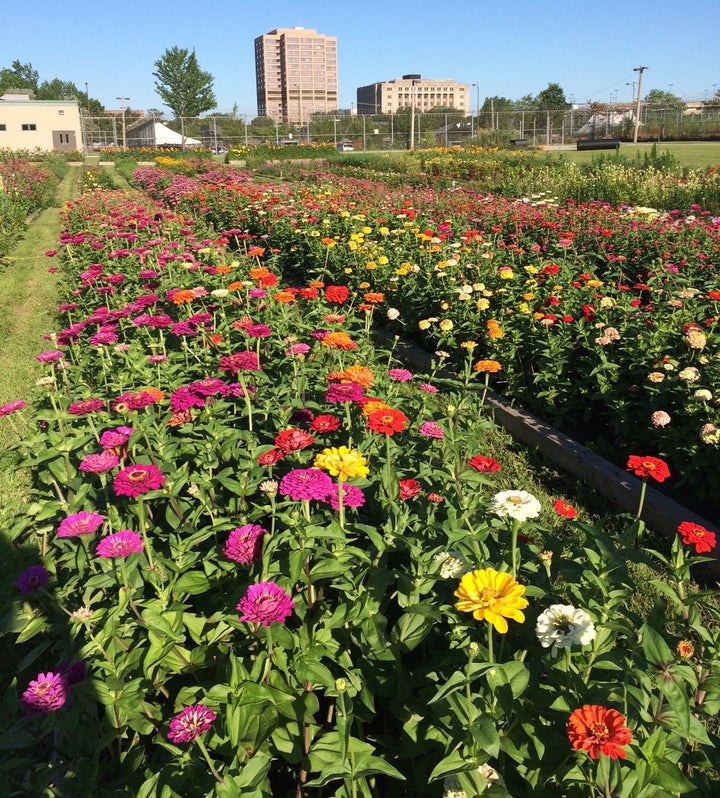 The flower garden at Cook County Jail allows participating inmates to help grow blooms that are sold to local vendors, includ