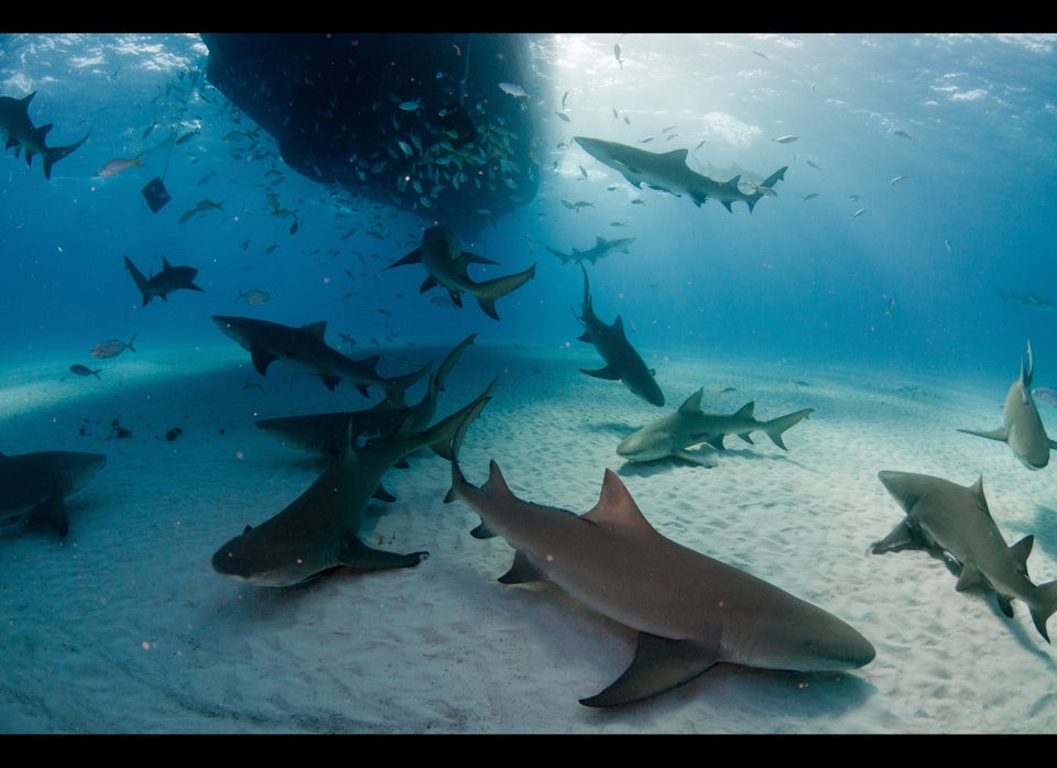 Lemon Sharks: The Florida Coast, USA