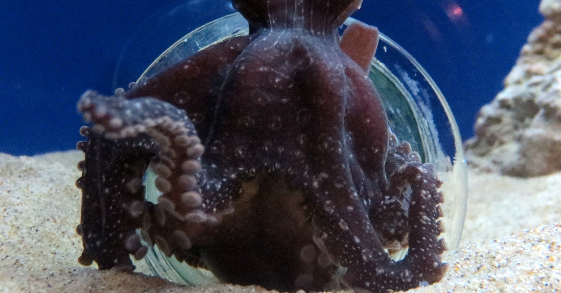 tiny odell octopus