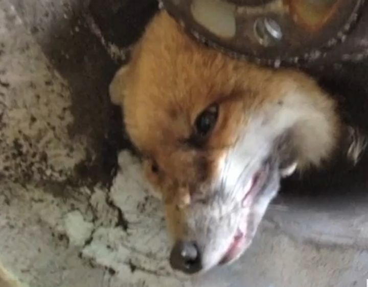 Fox Gets Head Stuck In Wheel