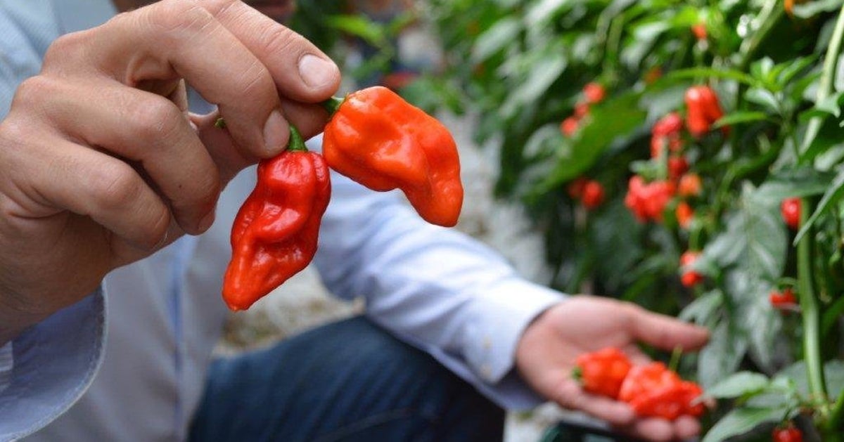 Что самое острое в остром перце. Перец острый naga jolokia нага джолокия. Перец бхут джолокия оранж. Самый острый перец в мире. Перец дракон комодо.