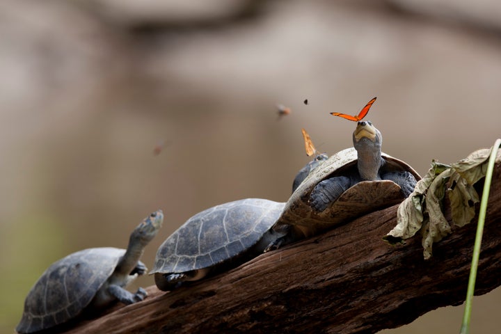 <p>Julia butterflies drink turtle tears in the Amazon.</p>