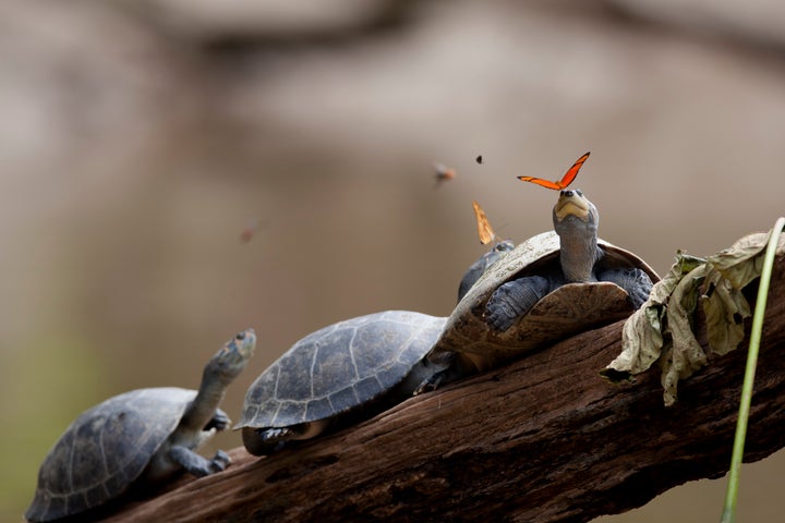 Julia butterflies drink turtle tears in the Amazon.