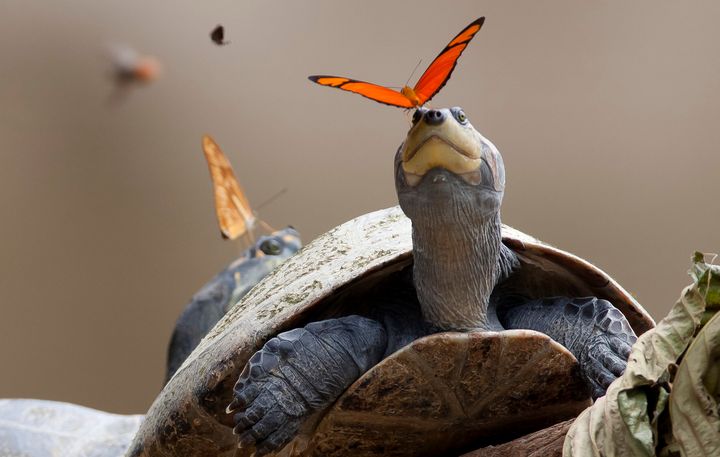 The butterflies ingest needed minerals through the turtles' tears.