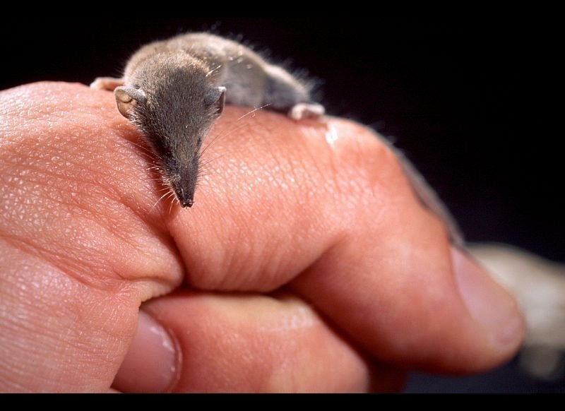Smallest Mammal