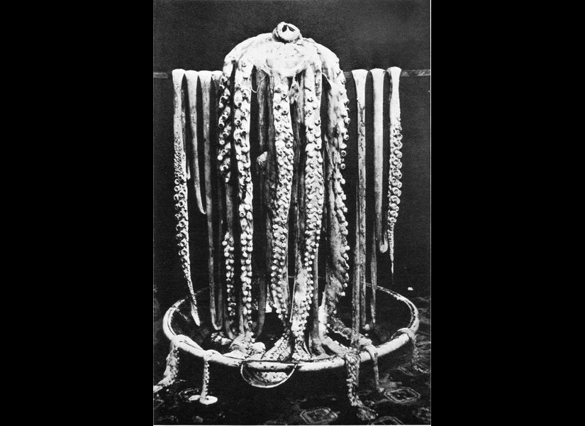 Largest Invertebrate