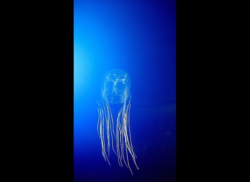 Most Venomous Animal