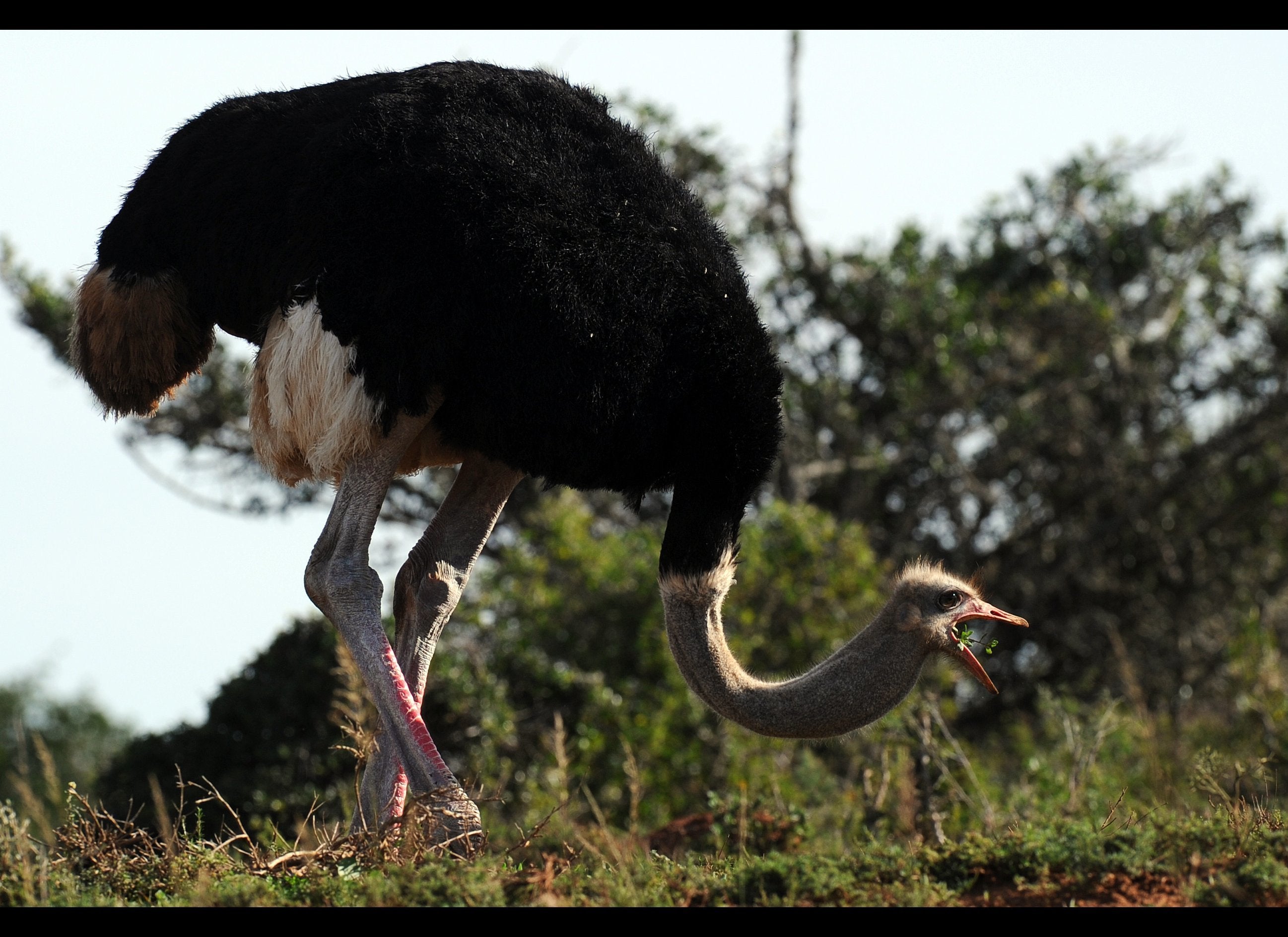 Fastest Land Bird