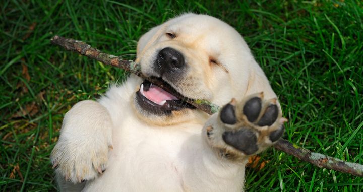 This puppy is happy about the ruling.