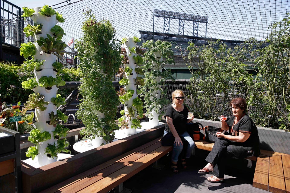 Giants Edible Community Garden 