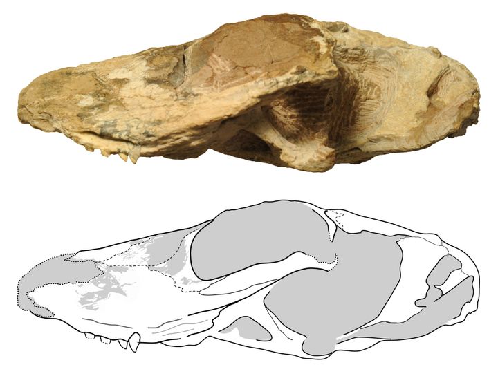 Photograph and line drawing the skull of Ichibengops munyamadziensis.