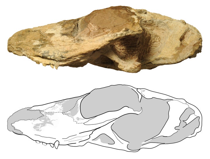 <span>Photograph and line drawing the skull of Ichibengops munyamadziensis.</span>