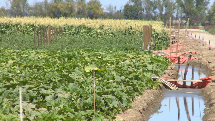 <p>The farm on the site of The Cannery in Davis, California.</p>