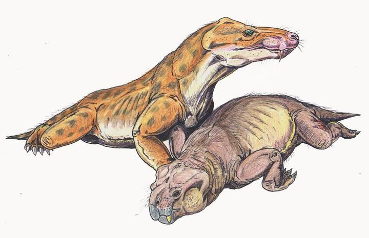 An illustration of the only other therocephalian thought to be venomous, Euchambersia (on left), with its prey, a dicynodont (on right). 
