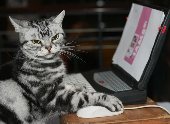 Computer Kitty Scratch Pad