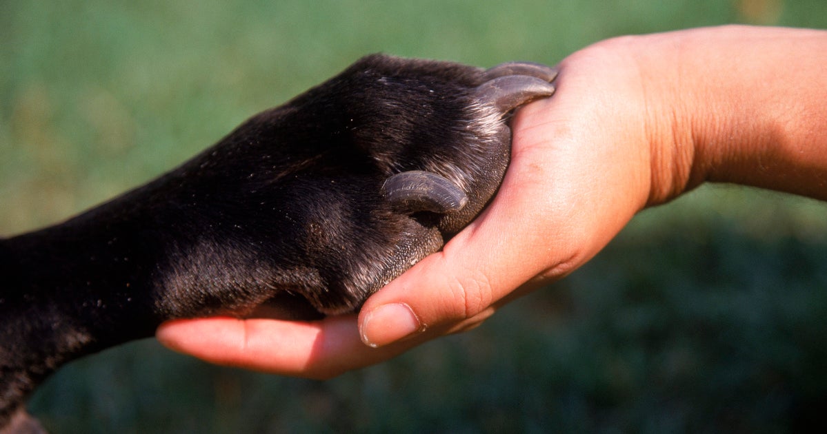 Accusing Dogs These Dogs Make It Easier To Testify In Front Of Your Attacker In Court ...